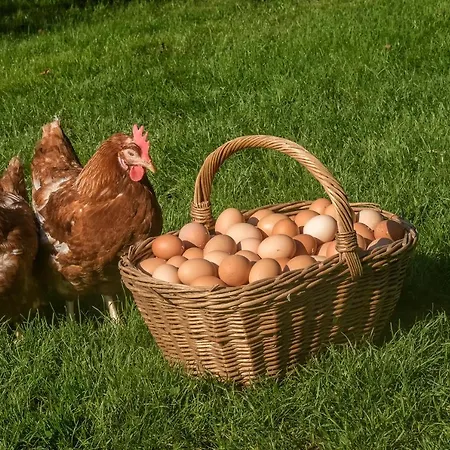 Zakrasnik Διαμέρισμα