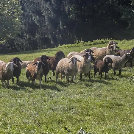 Zakrasnik * Škofja Loka