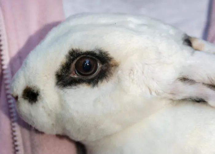 Appartement Zakrasnik *