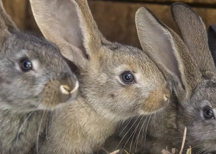 Zakrasnik Appartement